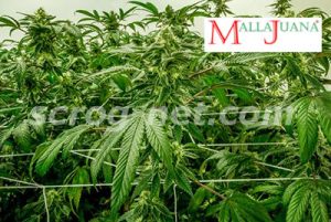 crops using MALLAJUANA in vertical