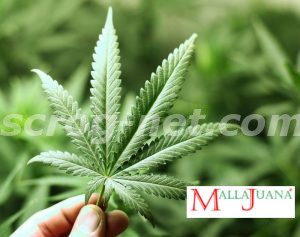 hoja de cultivo de cannabis