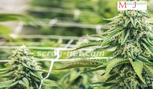 cultivo de cannabis con red de soporte
