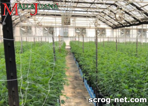 cannabis crops under roof using mallajuana
