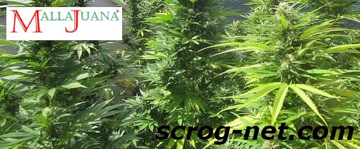 cannabis crops having a good growth