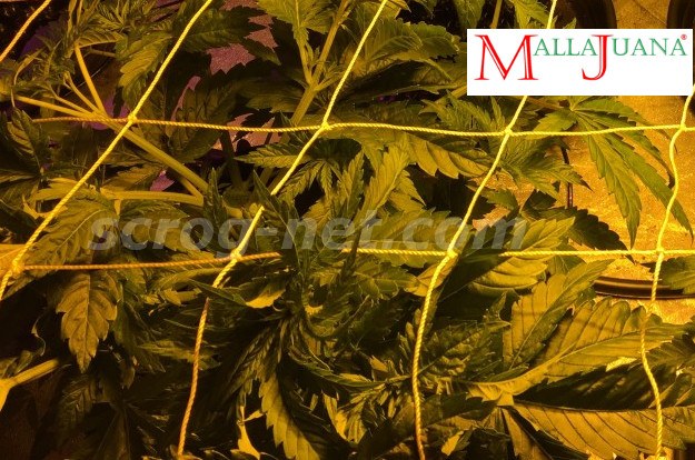 mallajuana trellis net on the cannabis crops