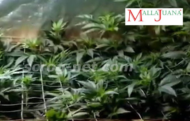 mallajuana tutoring of the cannabis plants for a good growth.