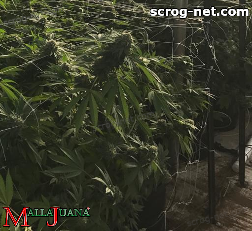 cannabis crops using mallajuana for support them